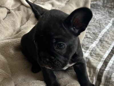 French Bulldog puppies
