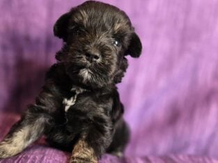 Amazing Black/Silver Male Min. Schnauzer