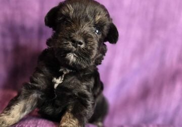 Amazing Black/Silver Male Min. Schnauzer