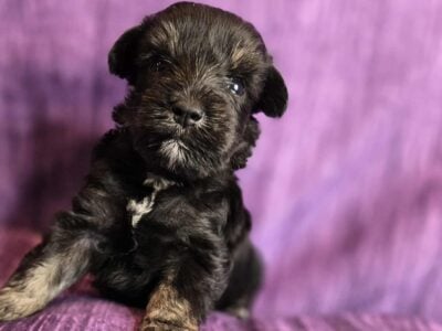 Amazing Black/Silver Male Min. Schnauzer