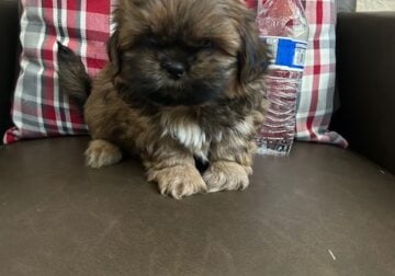 AKC SHIH-TZU
