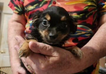 Shorkie boy 3