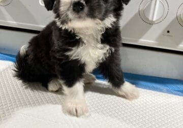 Mini Aussie Doodles