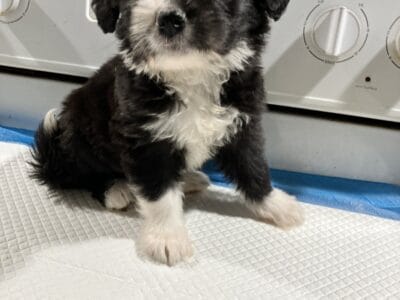 Mini Aussie Doodles