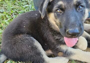Dolly German Shepherd