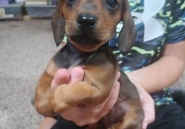 Dachshund pups (weenie dogs)