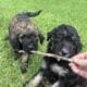 CKC GOLDENDOODLES