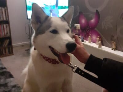 Alaskan malamute puppy
