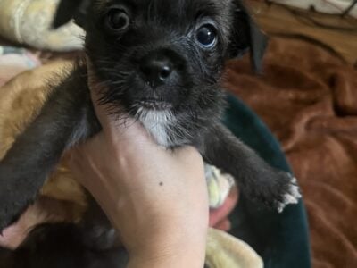 Small sized (Chihuahua/mini-schnauzer,shihtzu) pup
