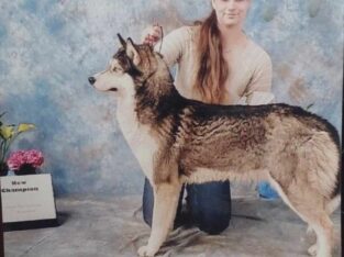 8 year old siberian husky