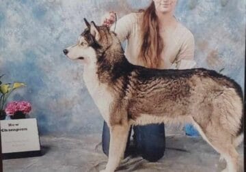 8 year old siberian husky