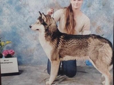 8 year old siberian husky