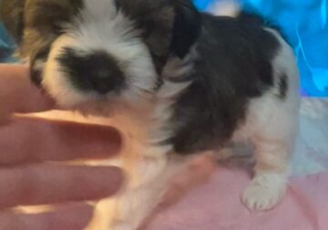 Thunder – Shihpoo Male