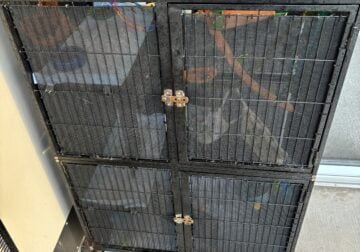 Sugar Gliders