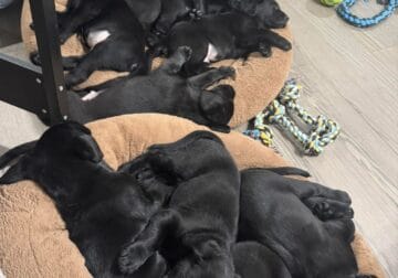 Akc labs