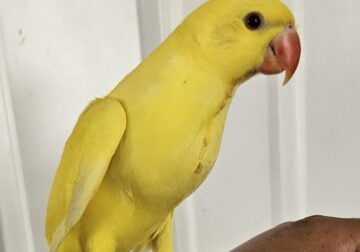 Indian Ringneck baby