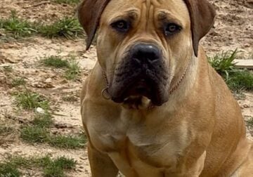 Female Boerboel Pet Home