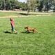Curly Red Labradoodle in Idaho (see video)