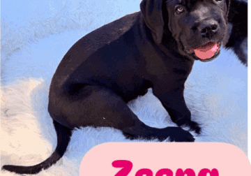Home Raised and Loved Pure Bred Cane Corsos Pups
