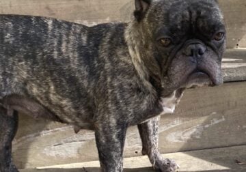 French bull dog