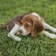 Purebred Beagle Male #2