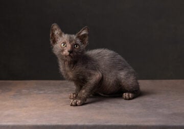 Lykoi Werewolf Kittens – TICA Registered