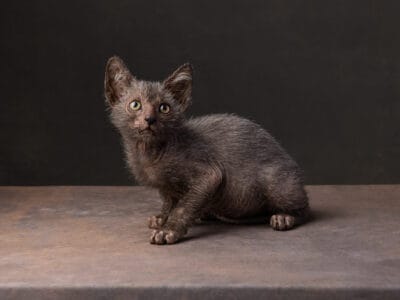 Lykoi Werewolf Kittens – TICA Registered