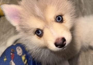 Pomsky Puppies for Sale