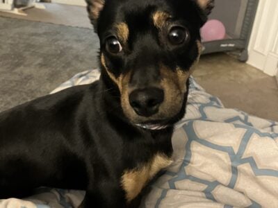 Chiweenie