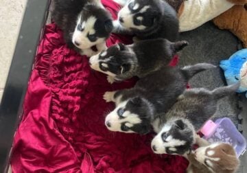 Husky puppies for sale