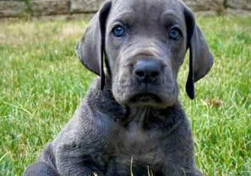 Great Dane