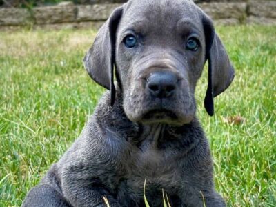 Great Dane