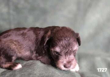Darling AKC Liver Female – Elisa