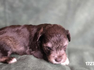 Darling AKC Liver Female – Elisa