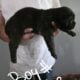 Full blooded cane corso puppies