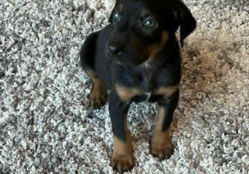 Cute Doberman Puppies