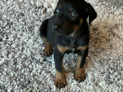 Cute Doberman Puppies