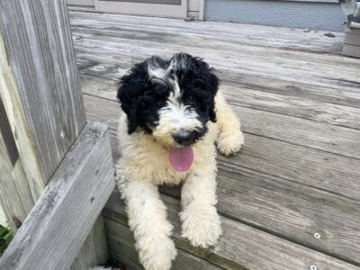 Female doodle puppy
