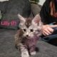 Maine Coon Kittens