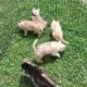Siberian husky puppies