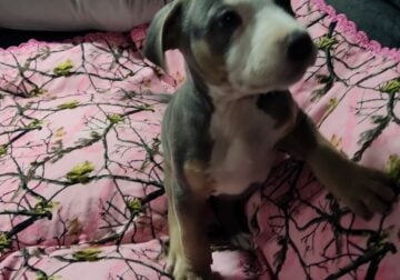 8 week old pitbull puppies