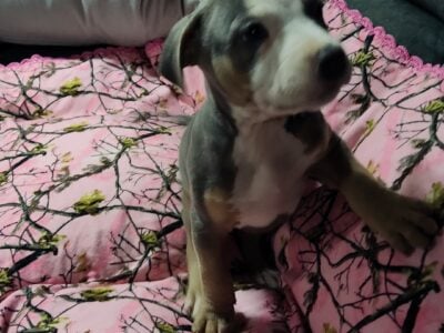 8 week old pitbull puppies