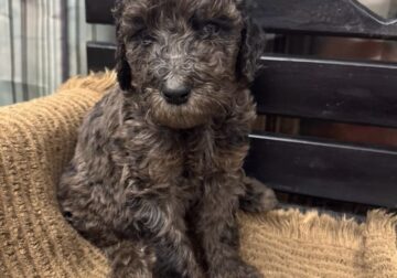 GoldenDoodle