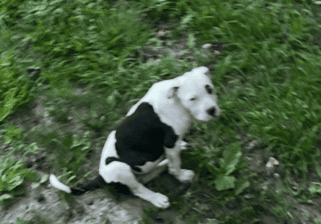 American Bully/ Pitbull Terrier