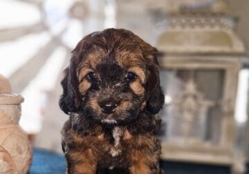 Mini Cockapoo