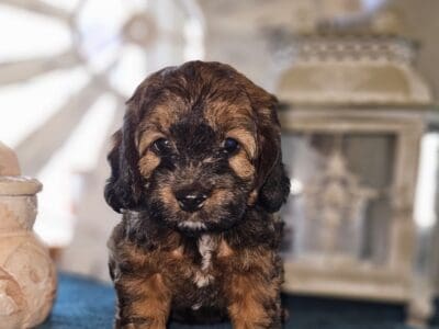Mini Cockapoo
