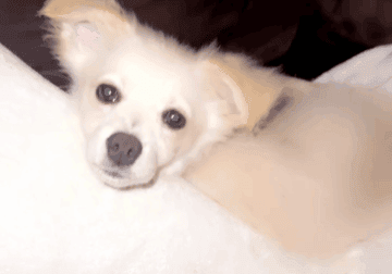 Pomchi