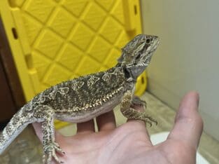 Juvenile/subadult normal bearded dragon
