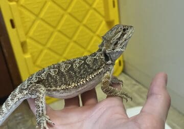 Juvenile/subadult normal bearded dragon