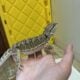 Juvenile/subadult normal bearded dragon